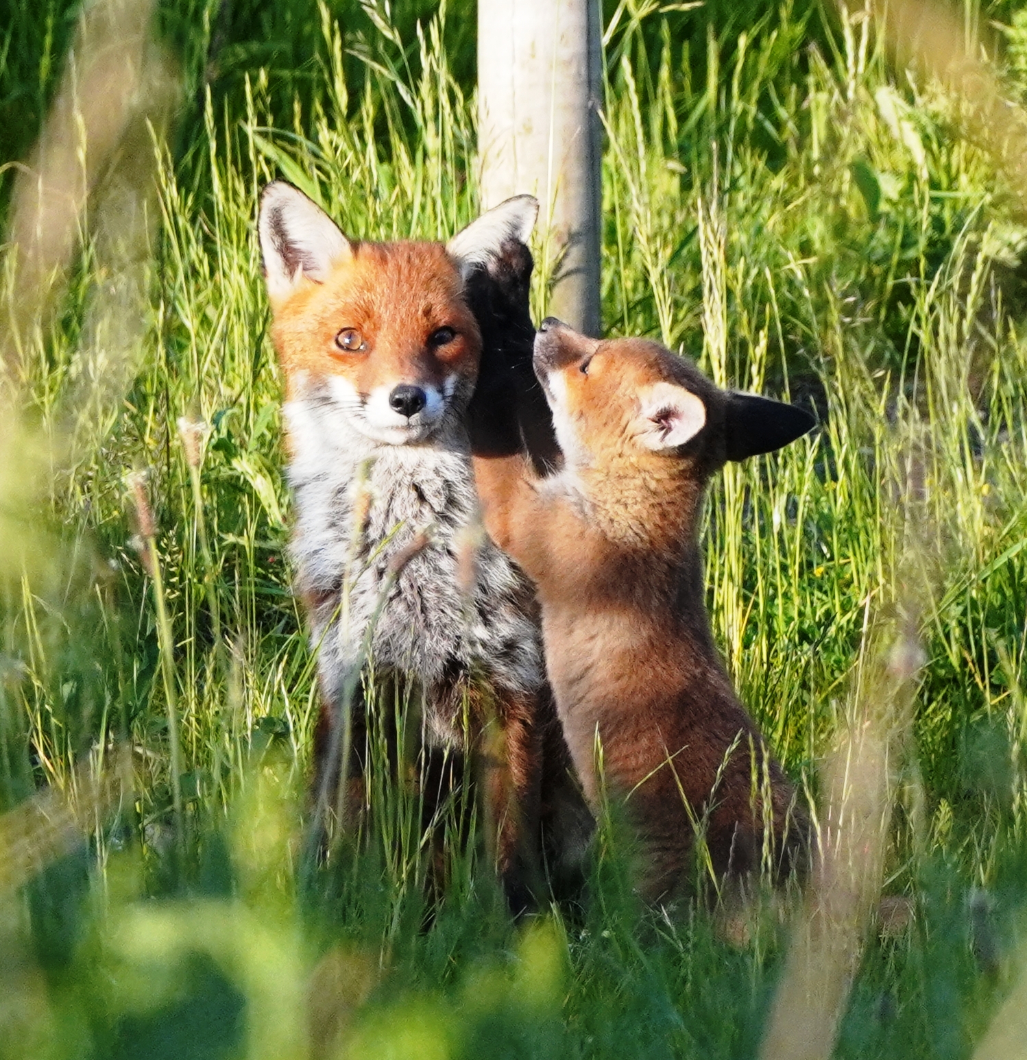 a neighbour