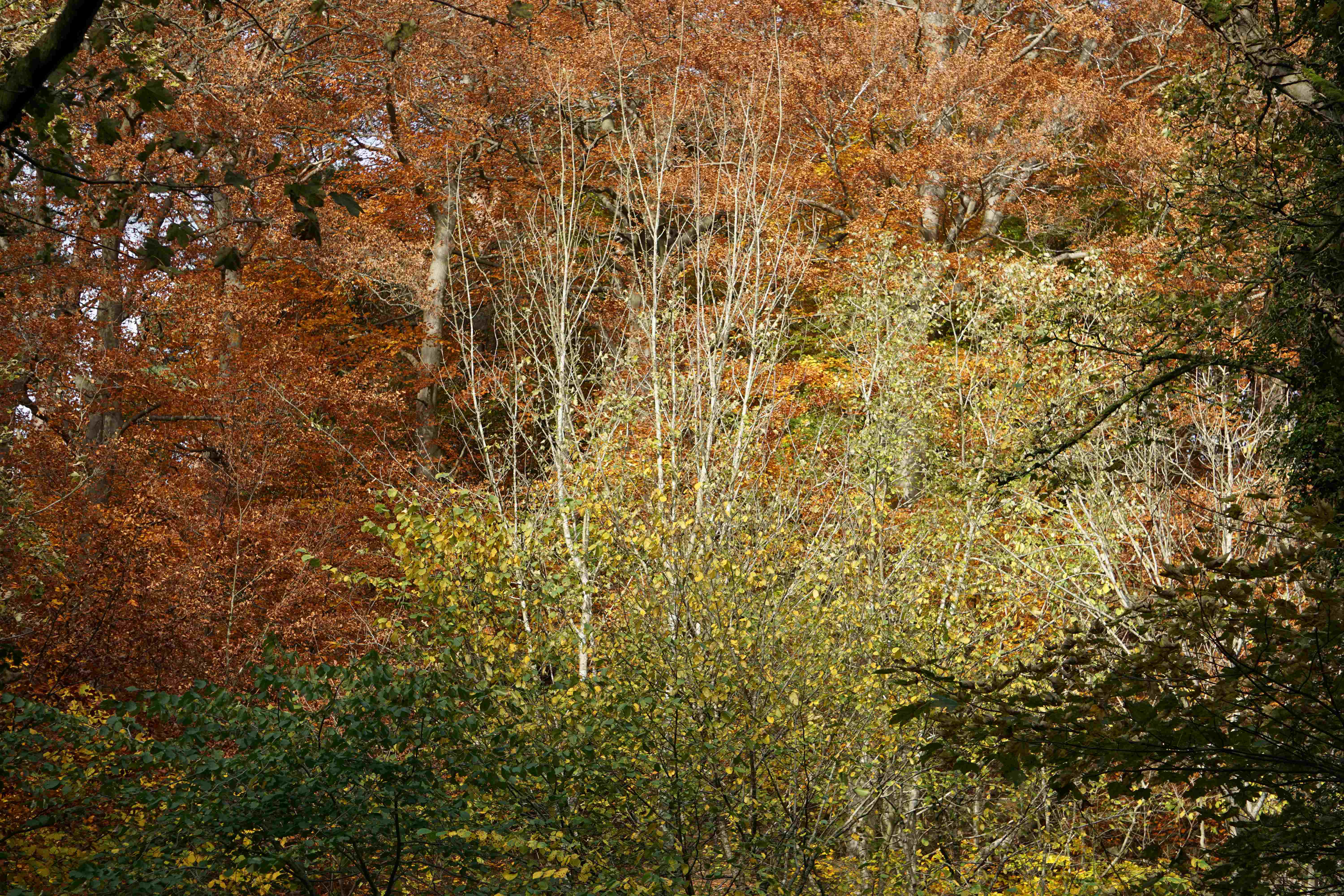 Loggerheads Country Park